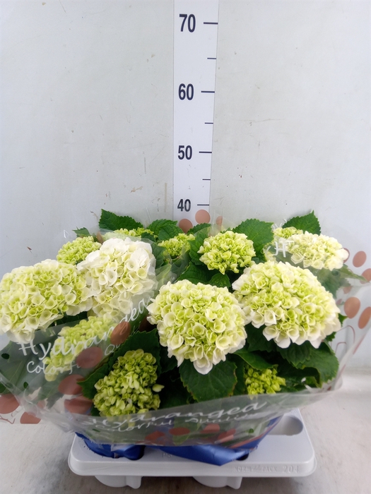 <h4>Hydrangea mac. 'Crystal Palace'</h4>