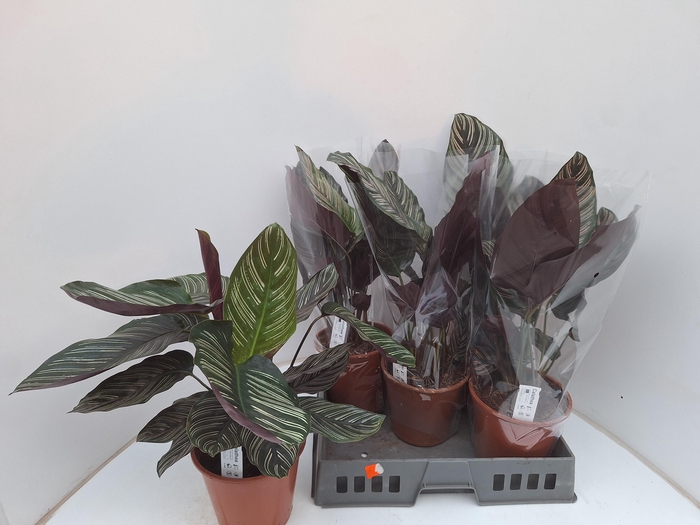 <h4>CALAT SANDERIANA</h4>