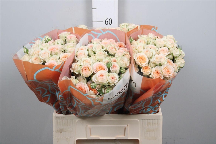 <h4>R Tr Rosanella</h4>