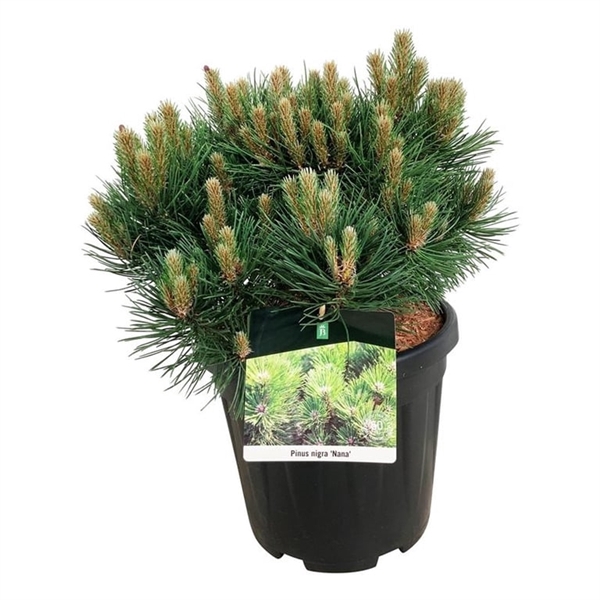 <h4>Pinus nigra 'Nana'</h4>