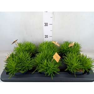 Senecio archeri 'Himalaya'