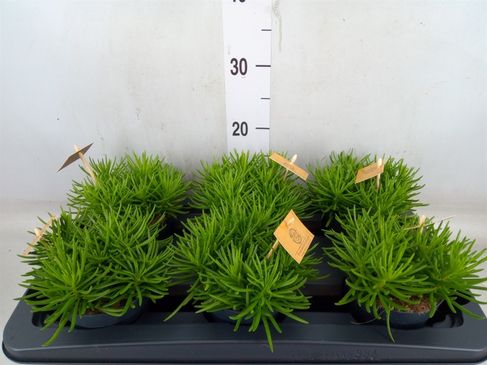 <h4>Senecio archeri 'Himalaya'</h4>