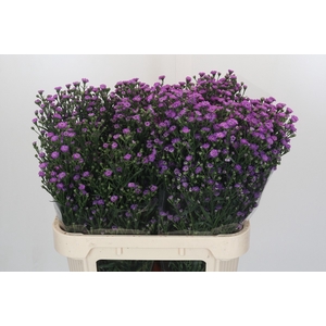 Aster Baby Pink