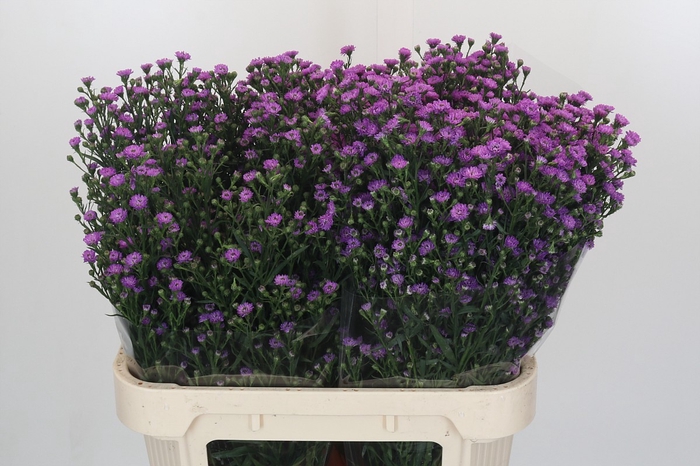 Aster Baby Pink