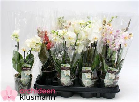 Phal Gem