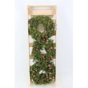 Wr Cypresse Exotica Berry 30cm