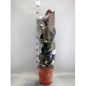 Ficus elastica 'Abidjan'