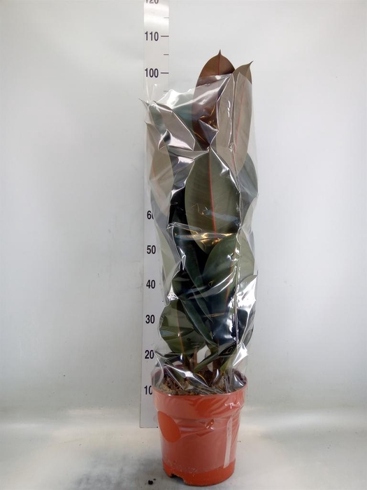 <h4>Ficus elastica 'Abidjan'</h4>