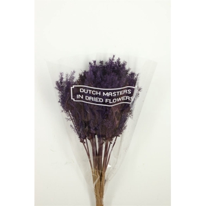 Dried Umbr. Plant Purple Bunch