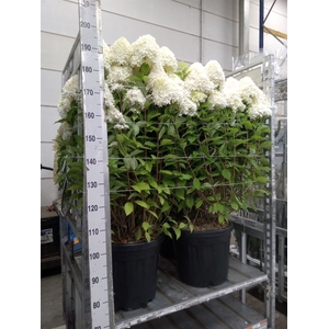Hydrangea pan. 'Limelight'