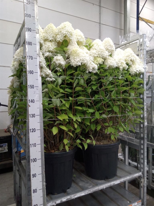 <h4>Hydrangea pan. 'Limelight'</h4>