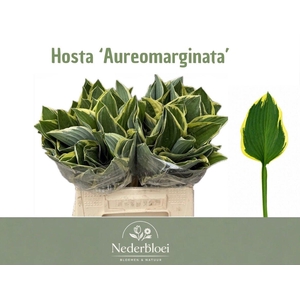 HOSTA F AUREOMARGINA