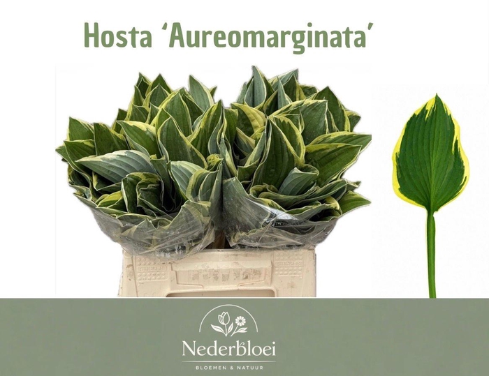 <h4>HOSTA F AUREOMARGINA</h4>