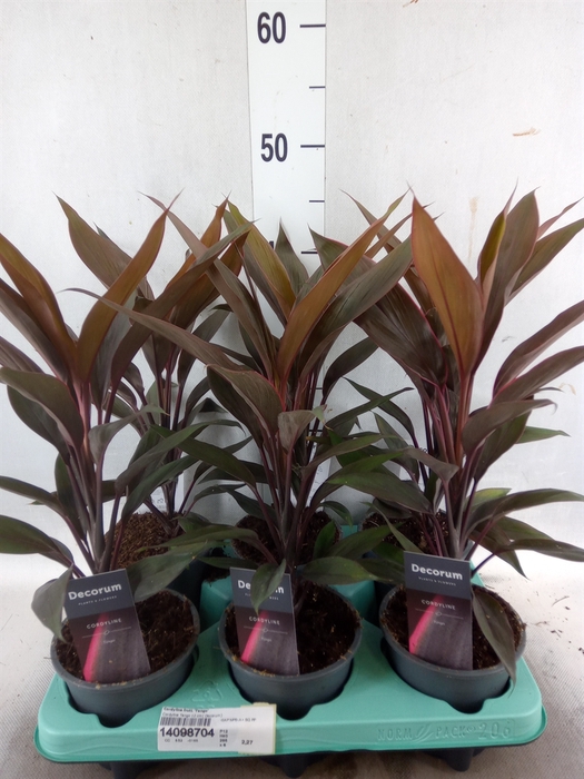 <h4>Cordyline fruti. 'Tango'</h4>