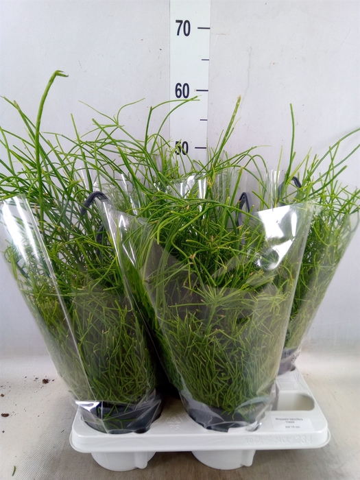 <h4>Rhipsalis baccifera 'Oasis'</h4>