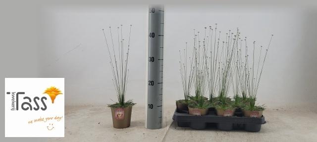 <h4>SYNGONANTHUS MIKADO</h4>