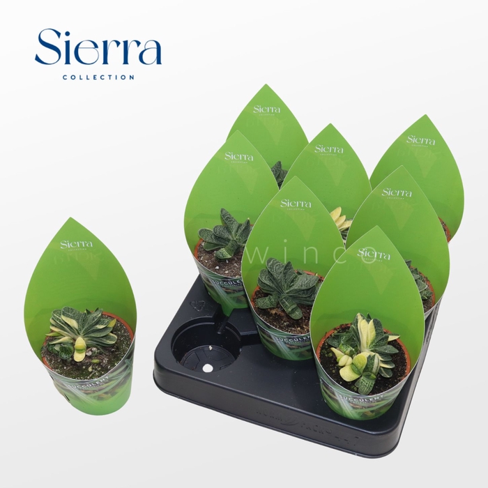 <h4>Gasteria Bicolor Variagata (Sierra) Sierra Collection</h4>