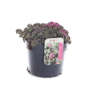 Sedum cauticola Lidakense