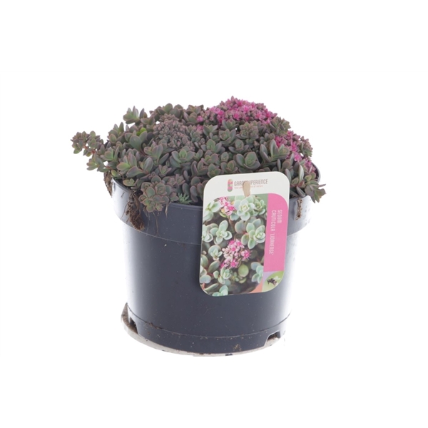 <h4>Sedum cauticola Lidakense</h4>