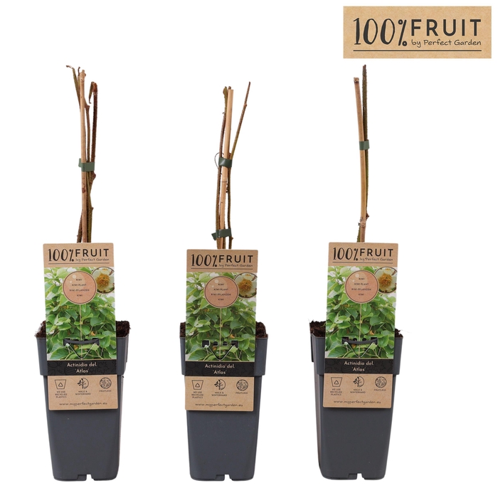 <h4>Actinidia chinensis Atlas (mnl) P15</h4>