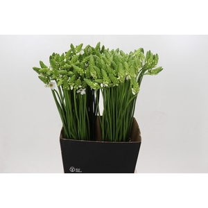 Ornithogalum Thyrsoides