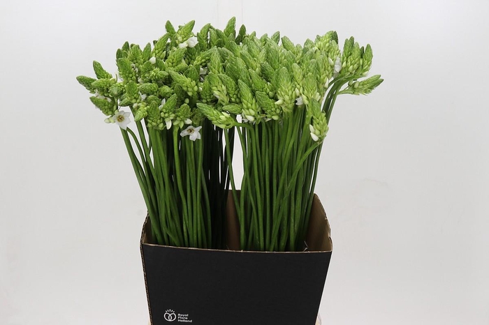 <h4>Ornithogalum Thyrsoides BIG WHITE</h4>