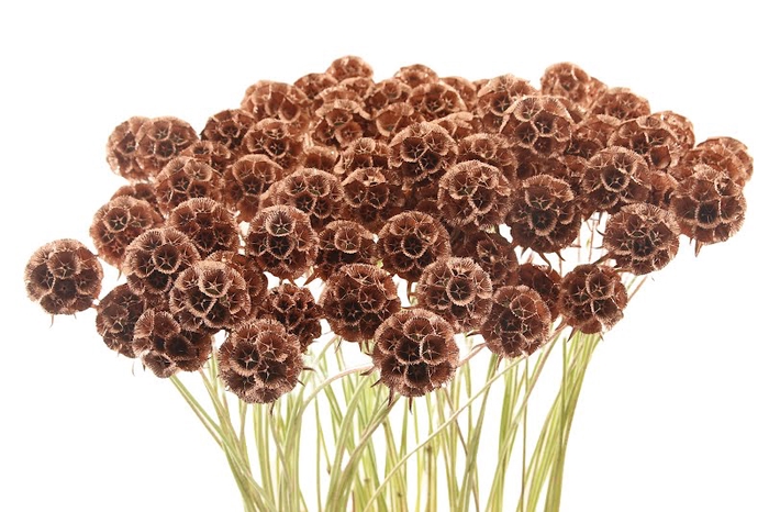 <h4>Scabiosa St Klb Copper</h4>