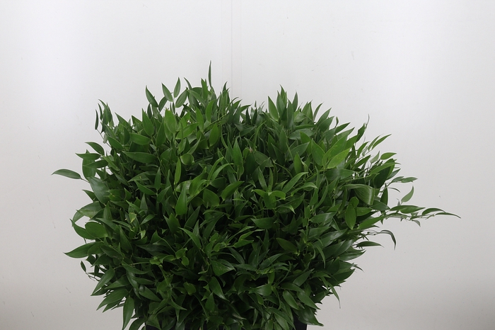 <h4>Ruscus It (bos)</h4>