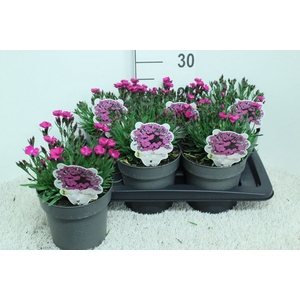 Dianthus   ...