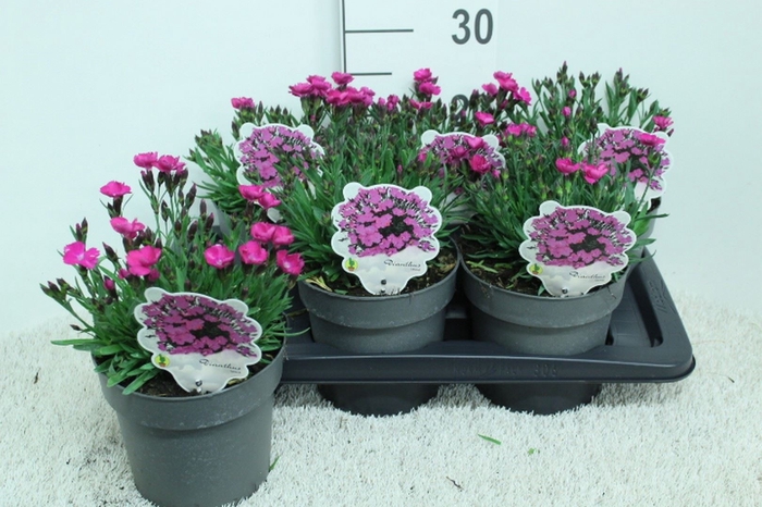 <h4>Dianthus   ...</h4>