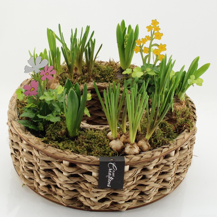 <h4>BLCR-2629 Bulbs creations</h4>