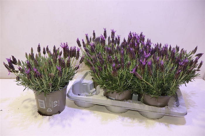 <h4>Lavan Stoechas</h4>