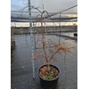 Acer palmatum Inaba-shidare