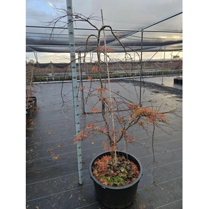 Acer palmatum Inaba-shidare