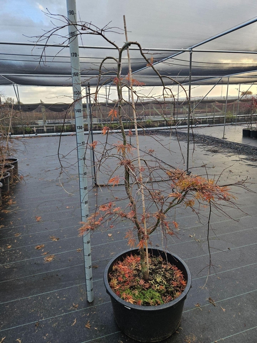 Acer palmatum Inaba-shidare