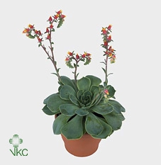 <h4>Echeveria Gemengd Klein X20</h4>