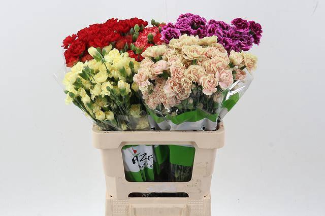 <h4>DI TR OV FUNZA</h4>