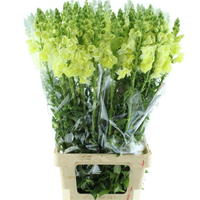 <h4>Antir Op Legend Double Yellow</h4>