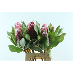 Protea Empress