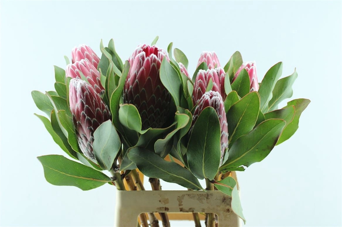 <h4>Protea Empress</h4>