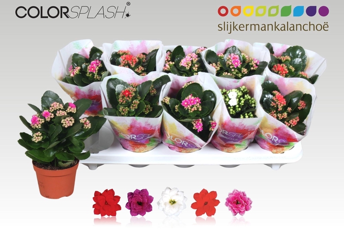 <h4>KAL GE GEM 5 KL</h4>