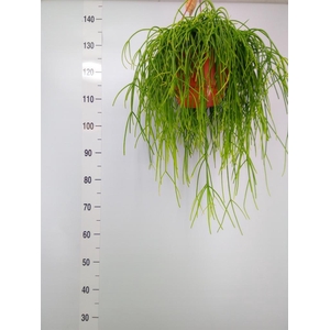 Rhipsalis   ...
