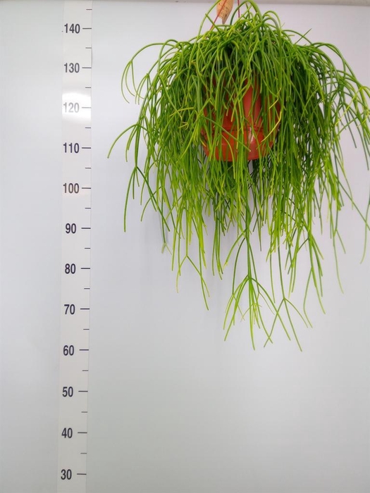 <h4>Rhipsalis   ...</h4>