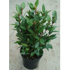 Laurus nobilis