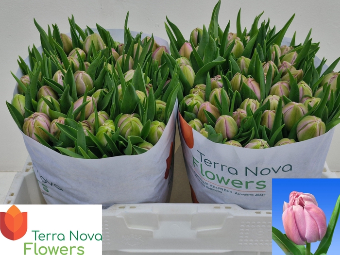 <h4>TU DU KATINKA</h4>