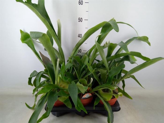 <h4>Platycerium bifurc.</h4>