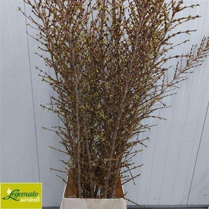 Forsythia I Spectabilis