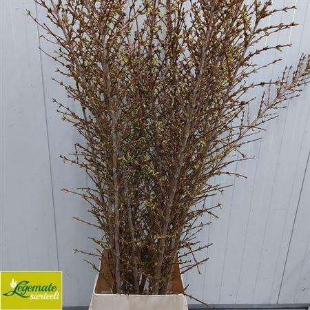 <h4>Forsythia I Spectabilis</h4>