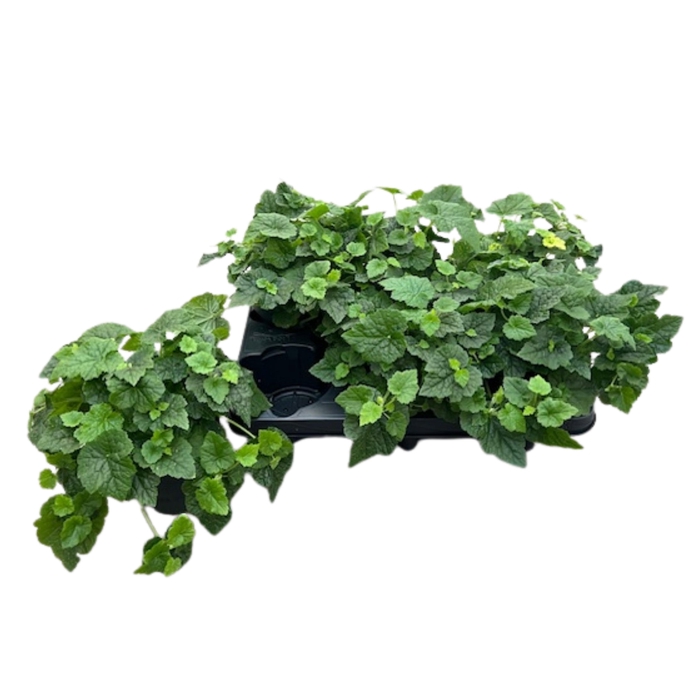 <h4>TOLMIEA M VARIEGATA</h4>