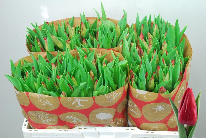 <h4>TU EN STRONG LOVE</h4>